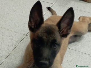 Pastor Belga Malinois perros - Anuncio 2