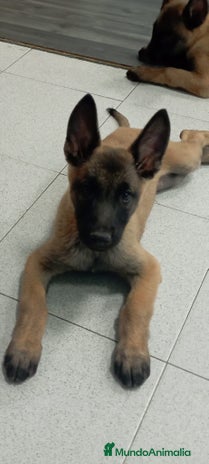 Pastor Belga Malinois perros - Anuncio 2