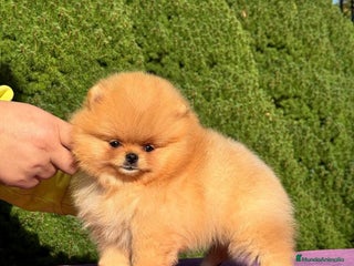 Pomerania perros - Anuncio 13