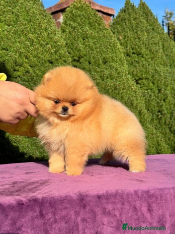 Pomerania perros - Anuncio 3