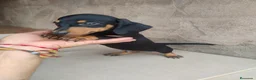 Teckel perros en venta: Machito teckel negro y fuego  - Anuncio 2