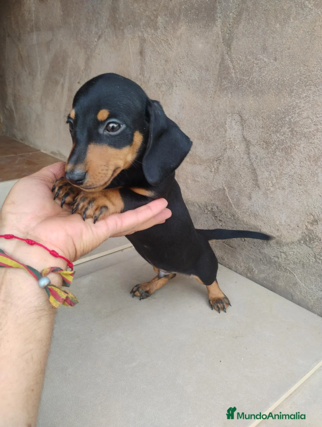 Teckel perros en venta: Machito teckel negro y fuego  - Anuncio 2
