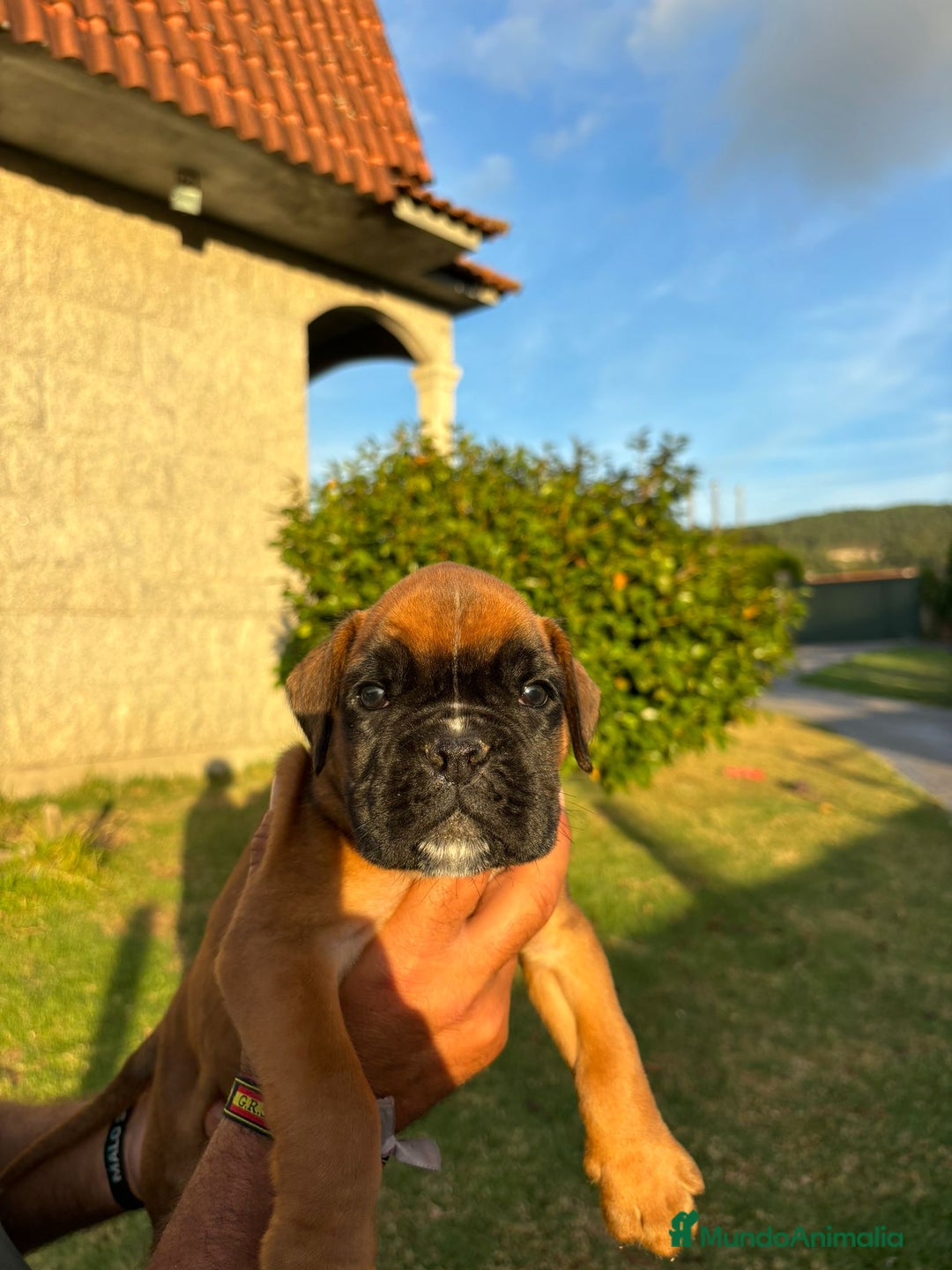 Boxer perros en venta: BOXER PONTEVEDRA - Anuncio 5