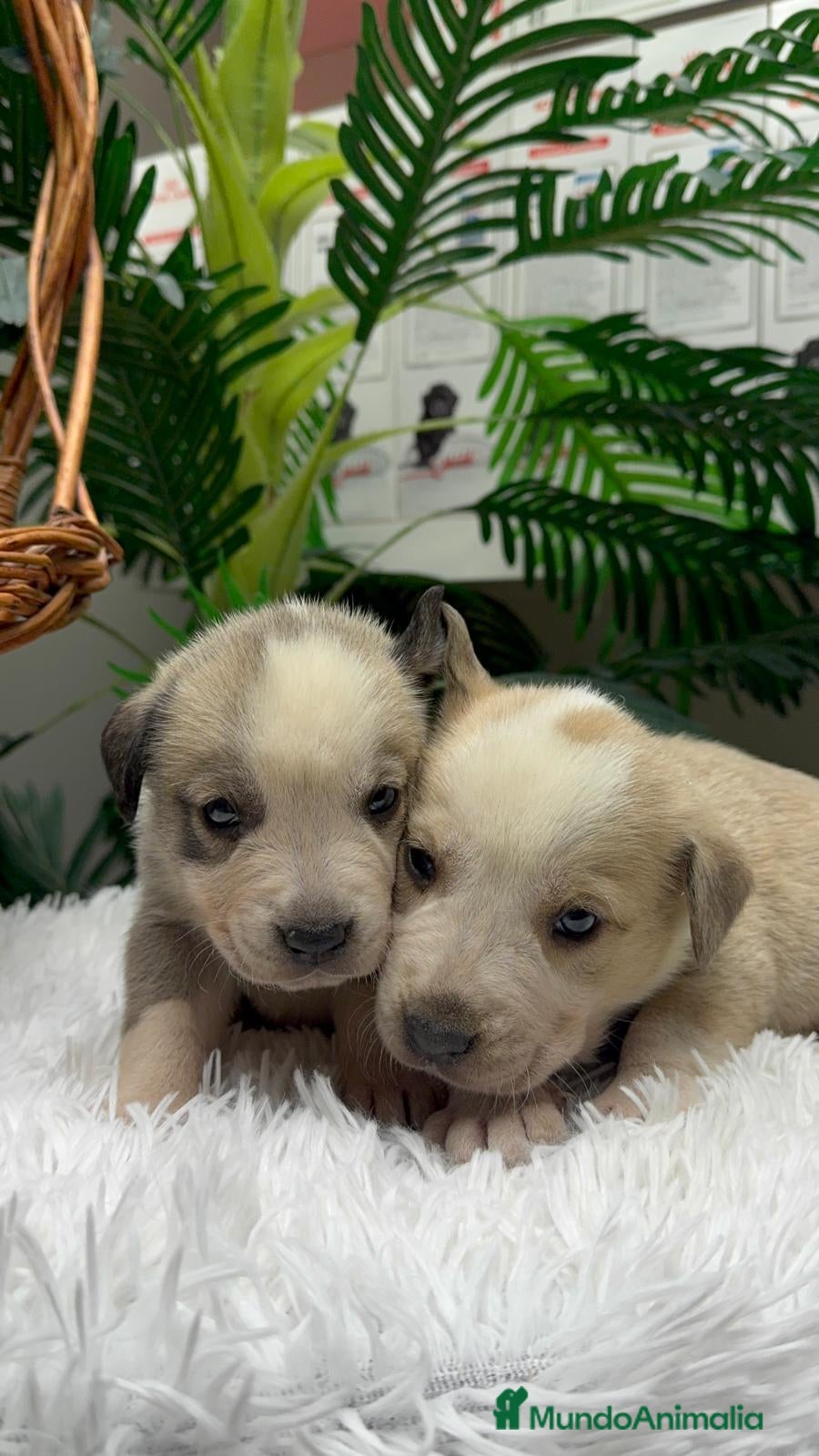 Mastín Español perros MASTIN ESPAÑOL - Anuncio 2