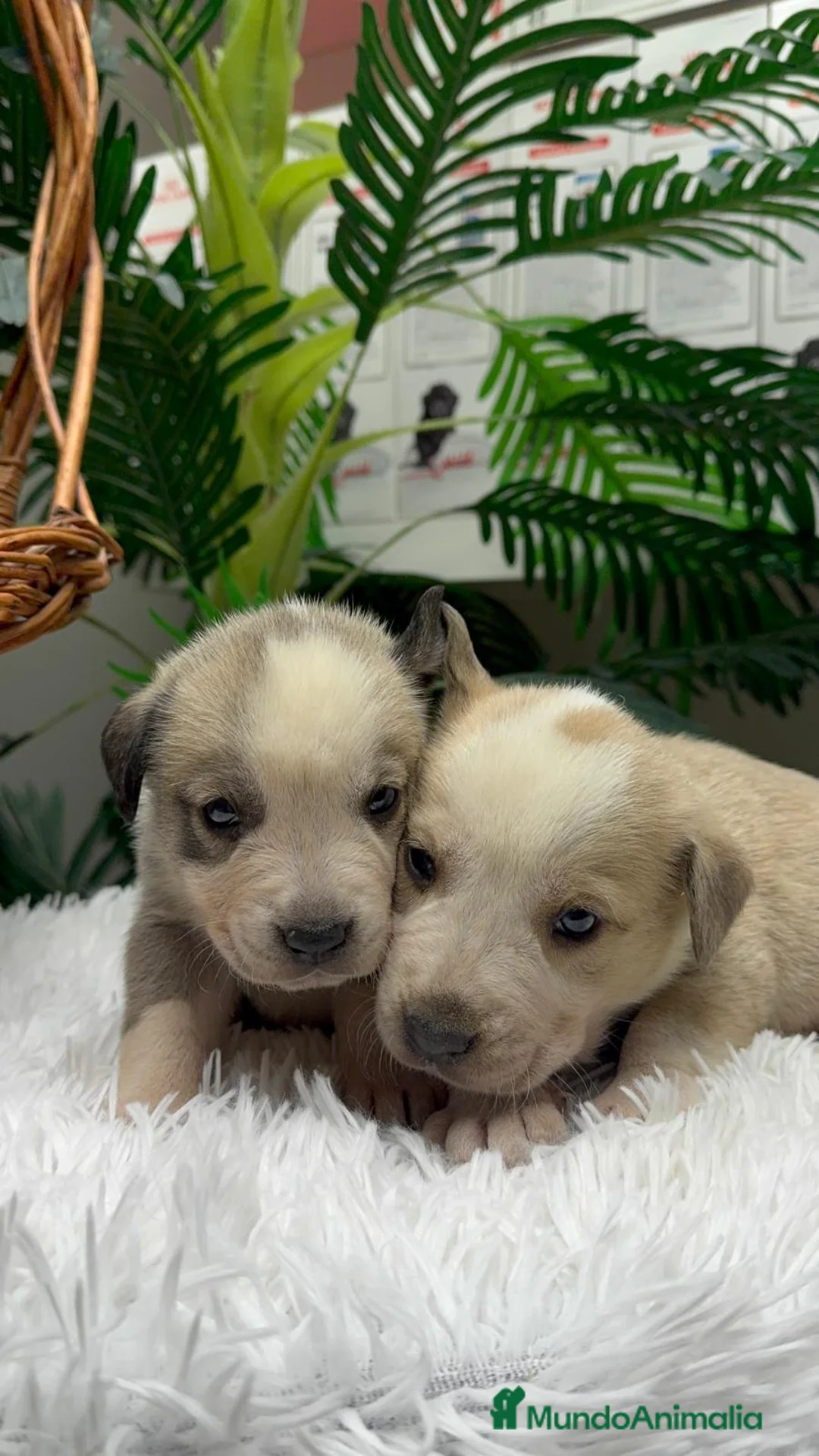 Mastín Español perros en venta: MASTIN ESPAÑOL - Anuncio 1