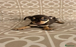 Chihuahua perros en venta: Hembra chihuahua chocolate  - Imagen 1
