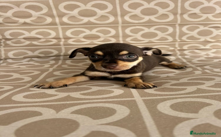 Chihuahua perros - Anuncio 1