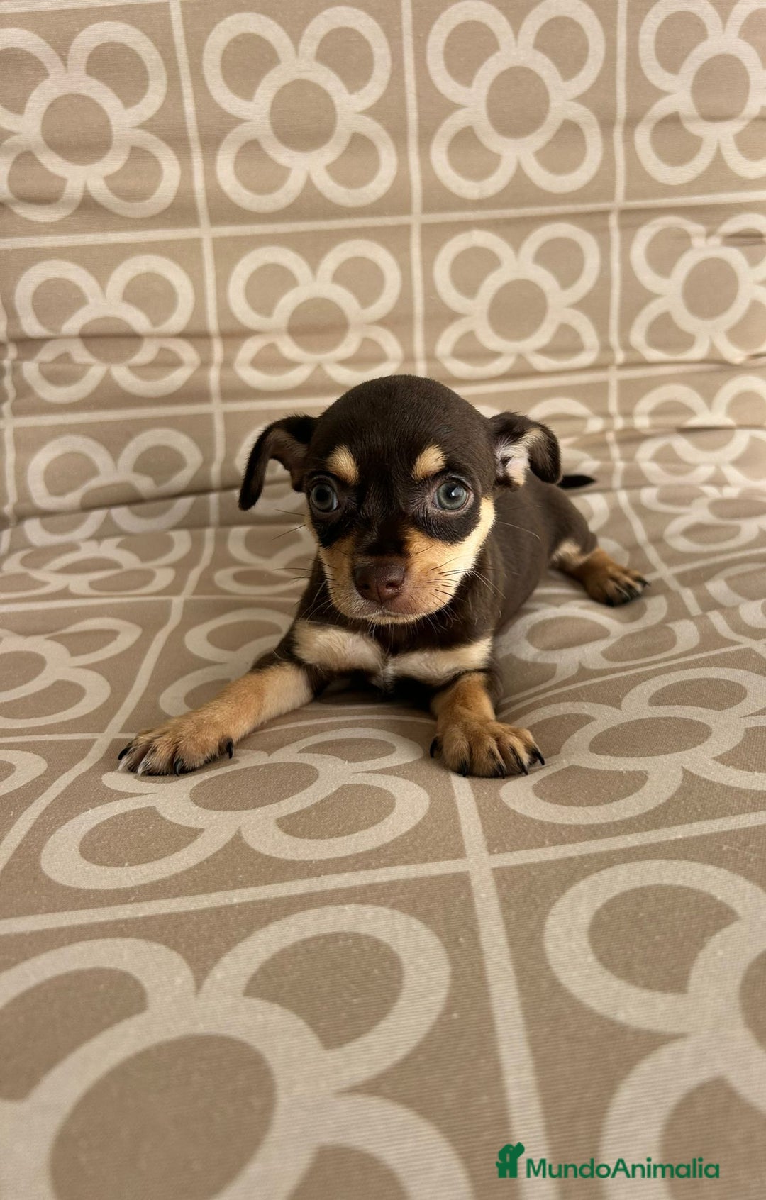 Chihuahua perros en venta: Hembra chihuahua chocolate  - Imagen 1