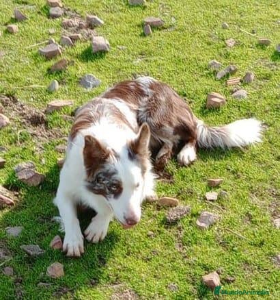 Border Collie perros Border collie  - Anuncio 1