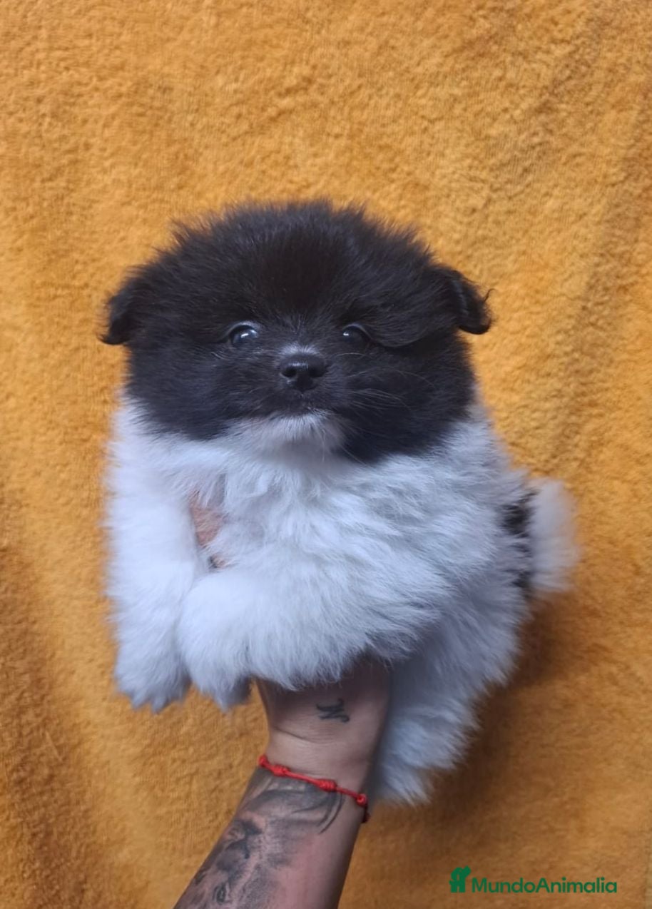 Pomerania perros Pomerania  - Anuncio 11