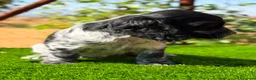 Cocker Spaniel Inglés perros en venta: ÚLTIMO MACHO RUANO COCKER SPANIEL INGLES - Anuncio 8