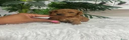 Caniche Toy perros en venta: CANICHE TOY  - Anuncio 8