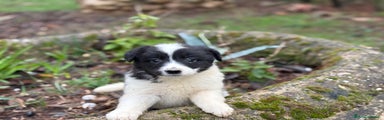 Border Collie hembra negra