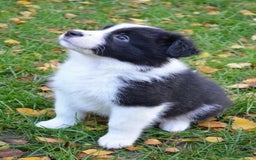 Border Collie perros en venta: BORDER COLLIE - Imagen 1