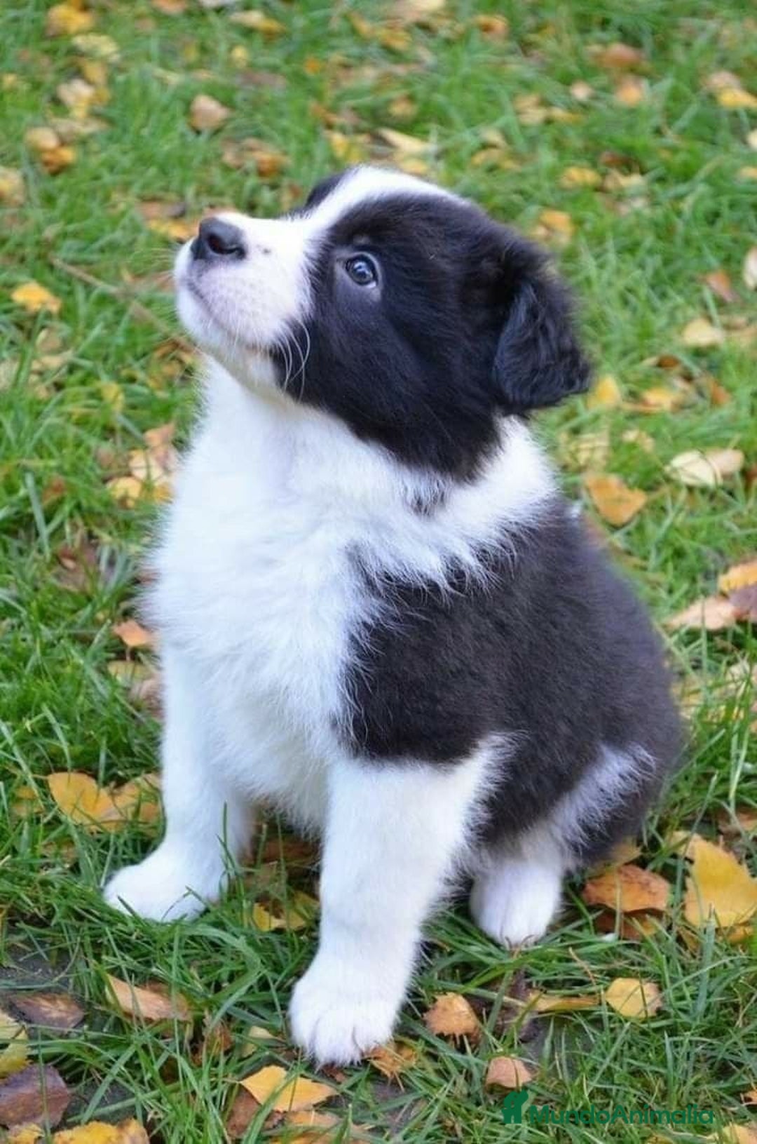 Border Collie perros en venta: BORDER COLLIE - Imagen 1