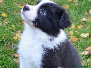 Border Collie perros - Anuncio 3