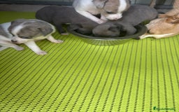 Chihuahua perros en venta: Chihuahua cabeza venado  - Imagen 6
