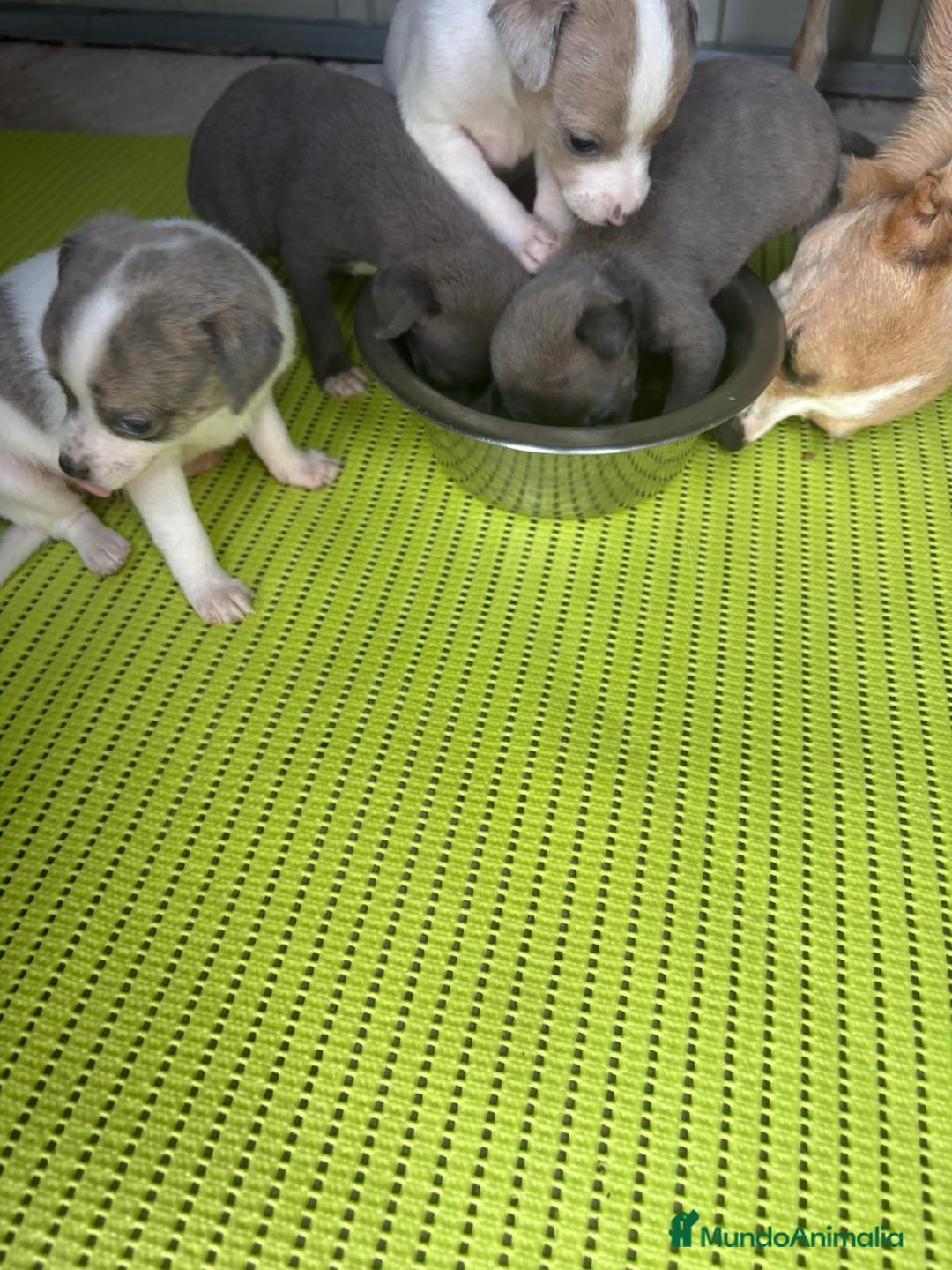 Chihuahua perros en venta: Chihuahua cabeza venado  - Imagen 6