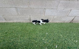 Chihuahua perros en venta: Chihuahua micro toy - Imagen 10