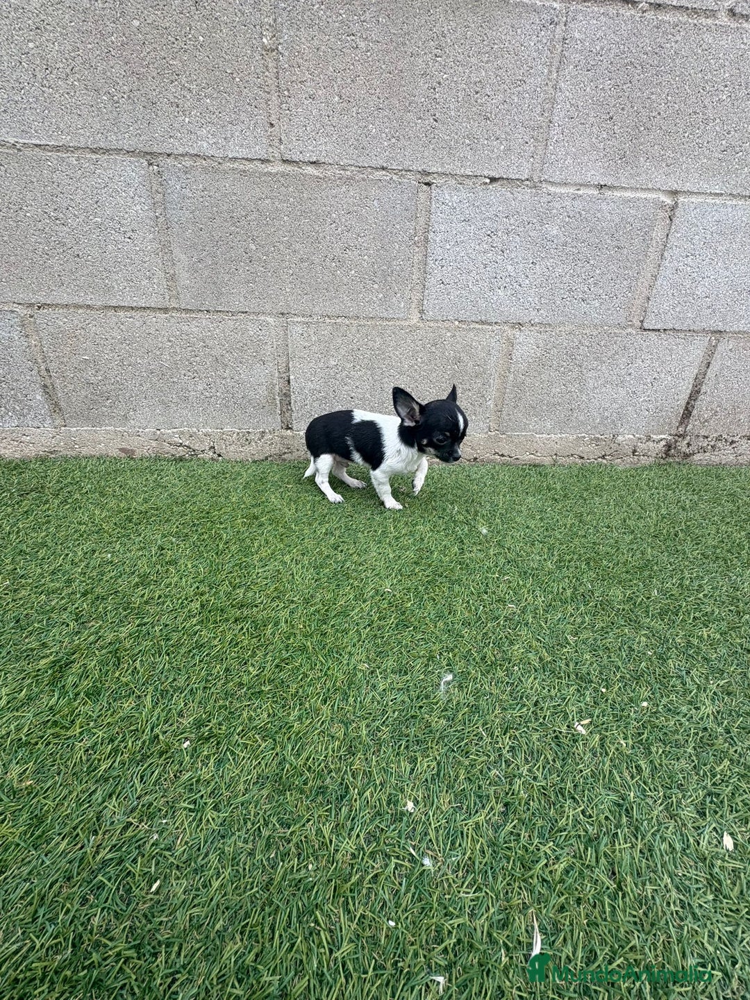 Chihuahua perros en venta: Chihuahua micro toy - Imagen 10