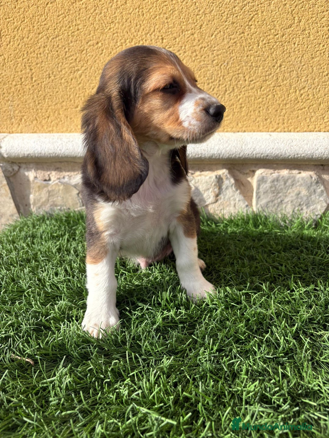 Beagle perros en venta: Preciosos cachorros de Beagle  - Anuncio 6