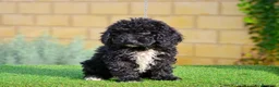 Perro de Agua Español perros en venta: Perro de agua , cachorros  - Anuncio 14
