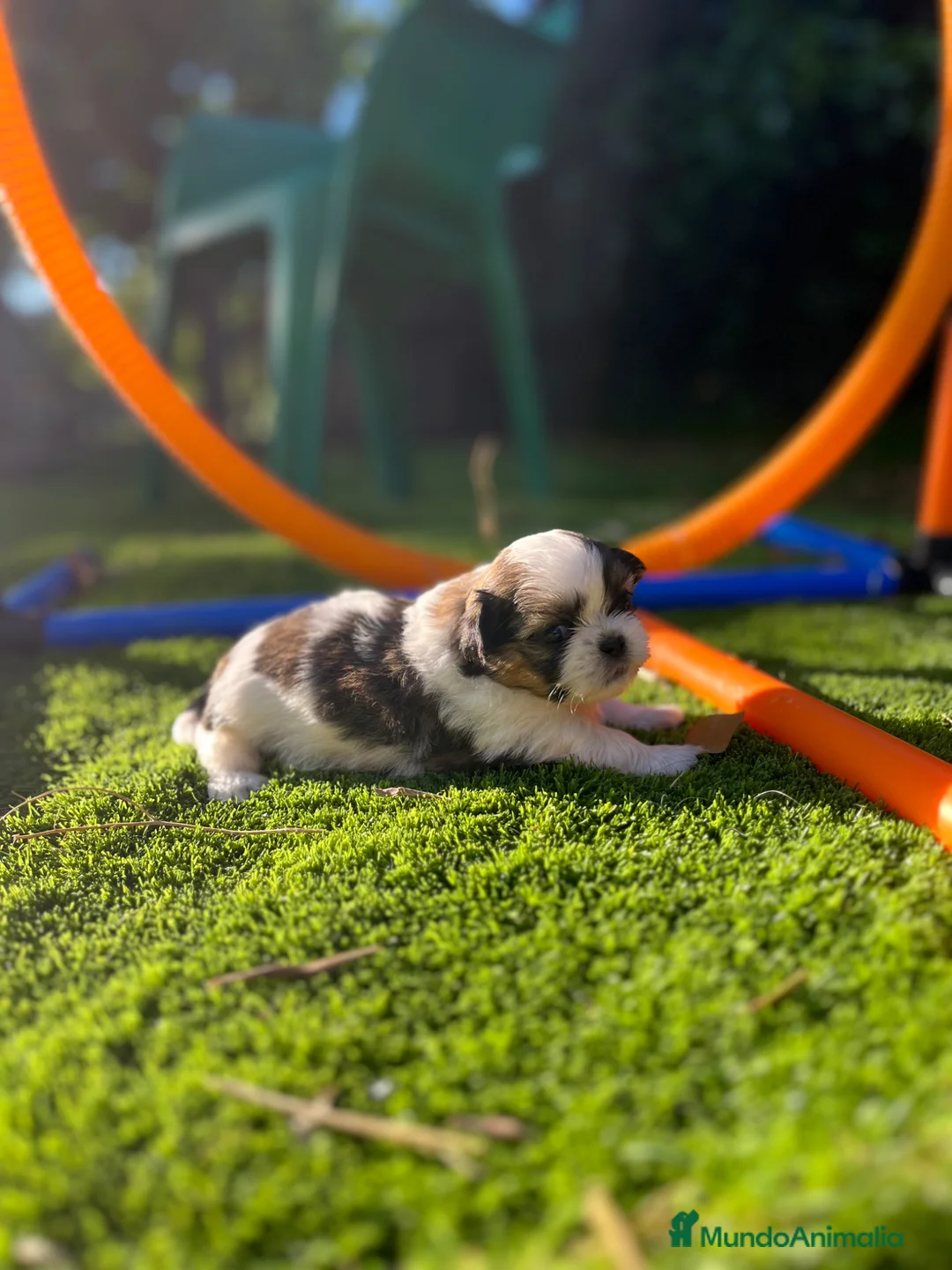 Shih Tzu perros en venta: Shih tzu en Barcelona  - Anuncio 2