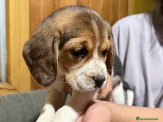 Beagle perros Preciosos Cachorros de Beagle - Anuncio 1