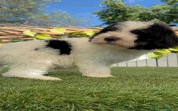 Perro de Agua Español perros en venta: PERRO DE AGUA MACHO - Imagen 11