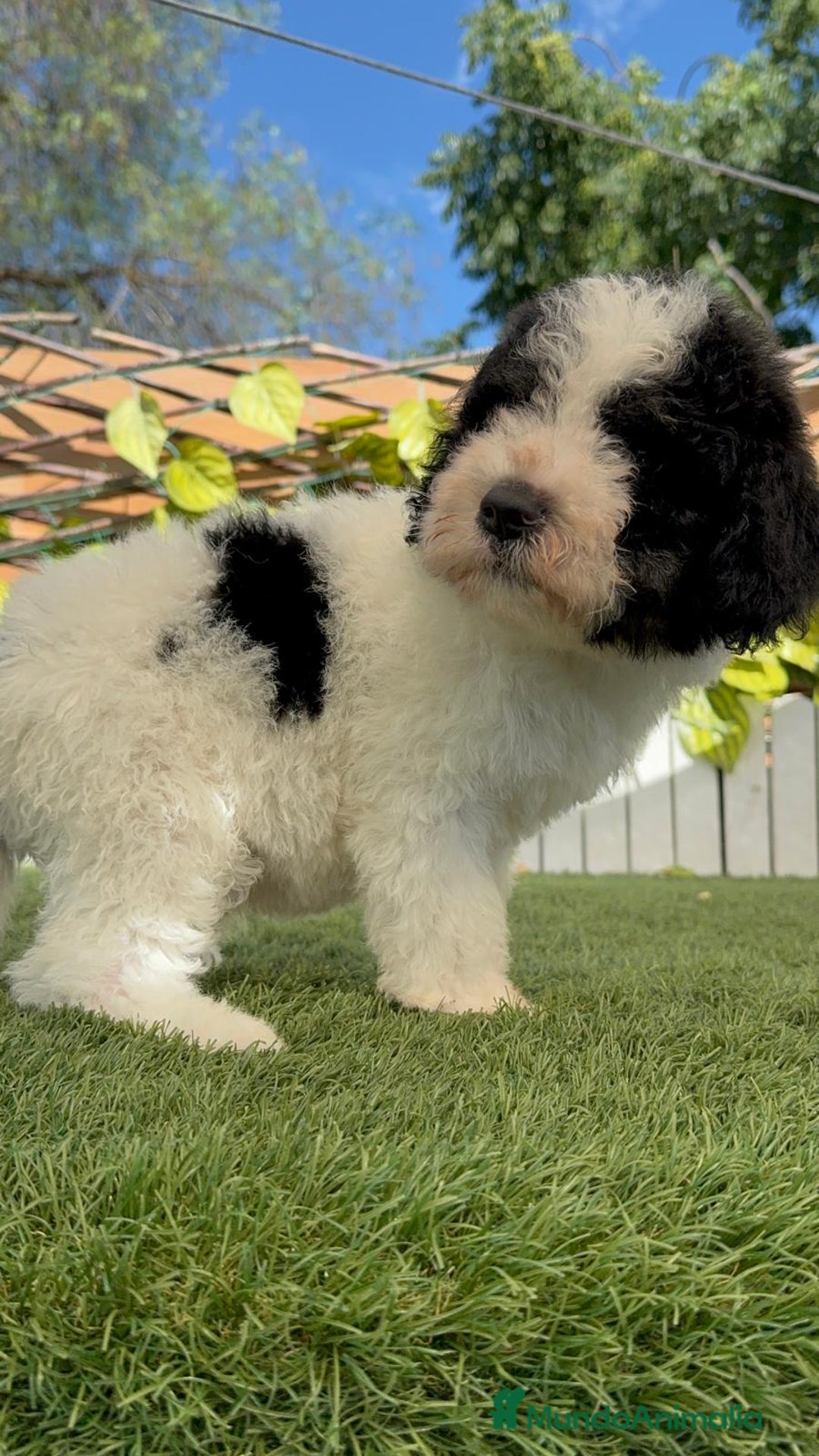 Perro de Agua Español perros en venta: PERRO DE AGUA MACHO - Imagen 11