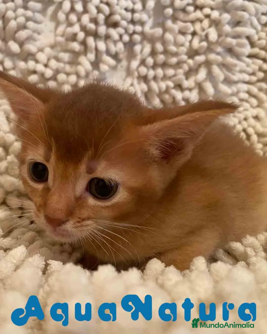 Abisinio gatos en venta:  Abisinio Hembra de Santa 1836 - AQUANATURA en Barcelona - Anuncio 8