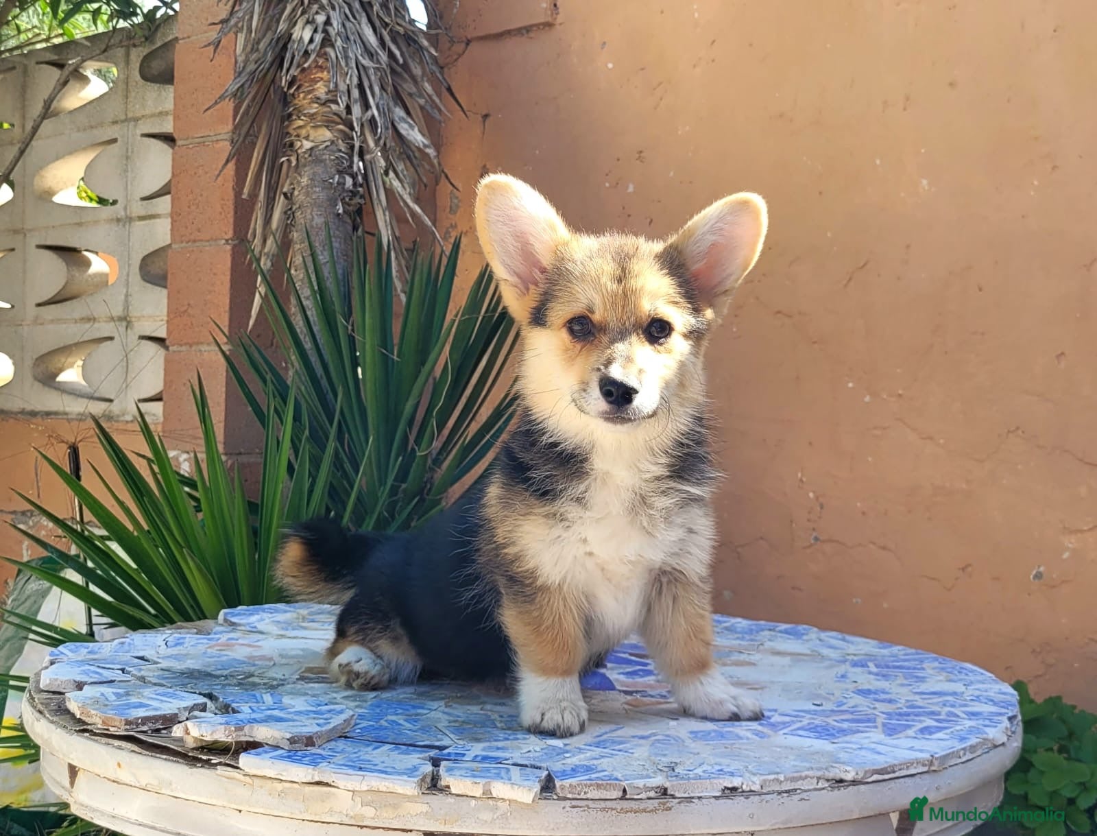 Welsh Corgi Pembroke perros Cachorros Welsh Corgi Pembroke! - Anuncio 1