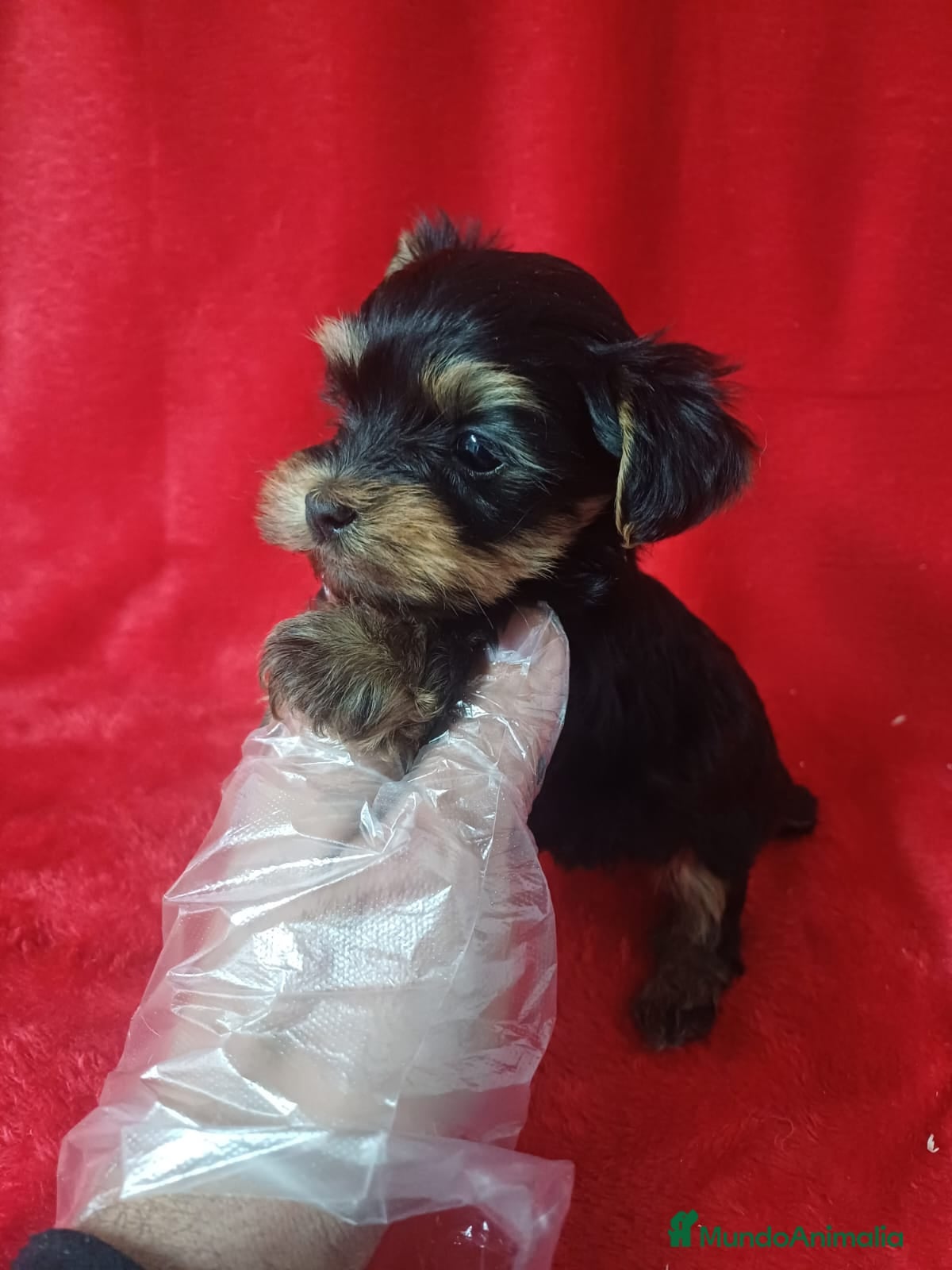 Yorkshire Terrier perros Yorkshire Mini  - Anuncio 2