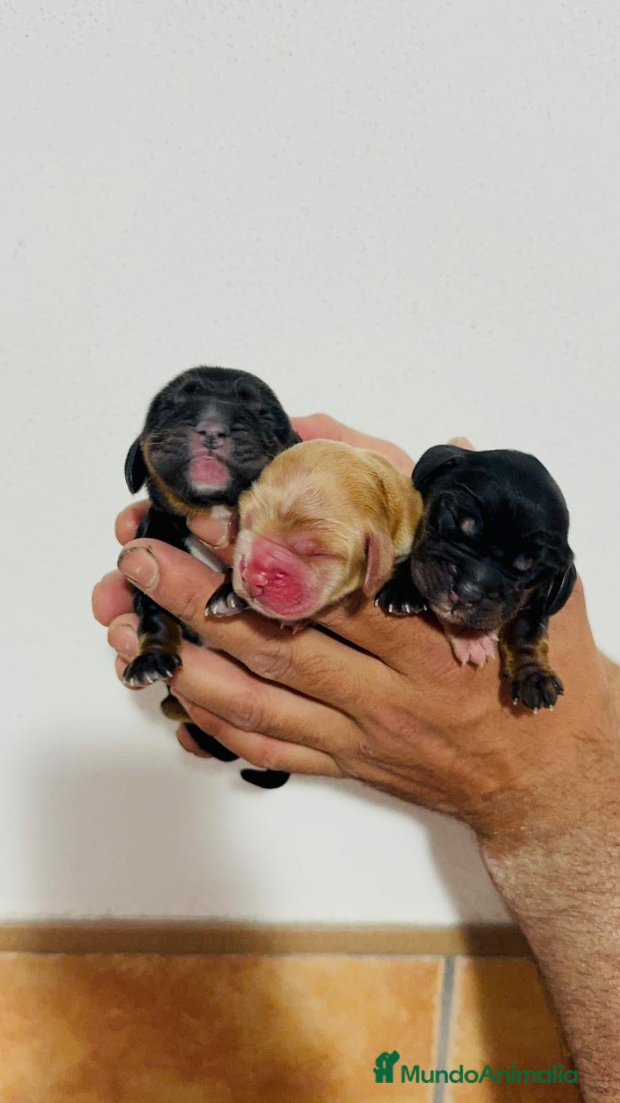 Cocker Spaniel Inglés perros COCKER HEMBRAS - Anuncio 1