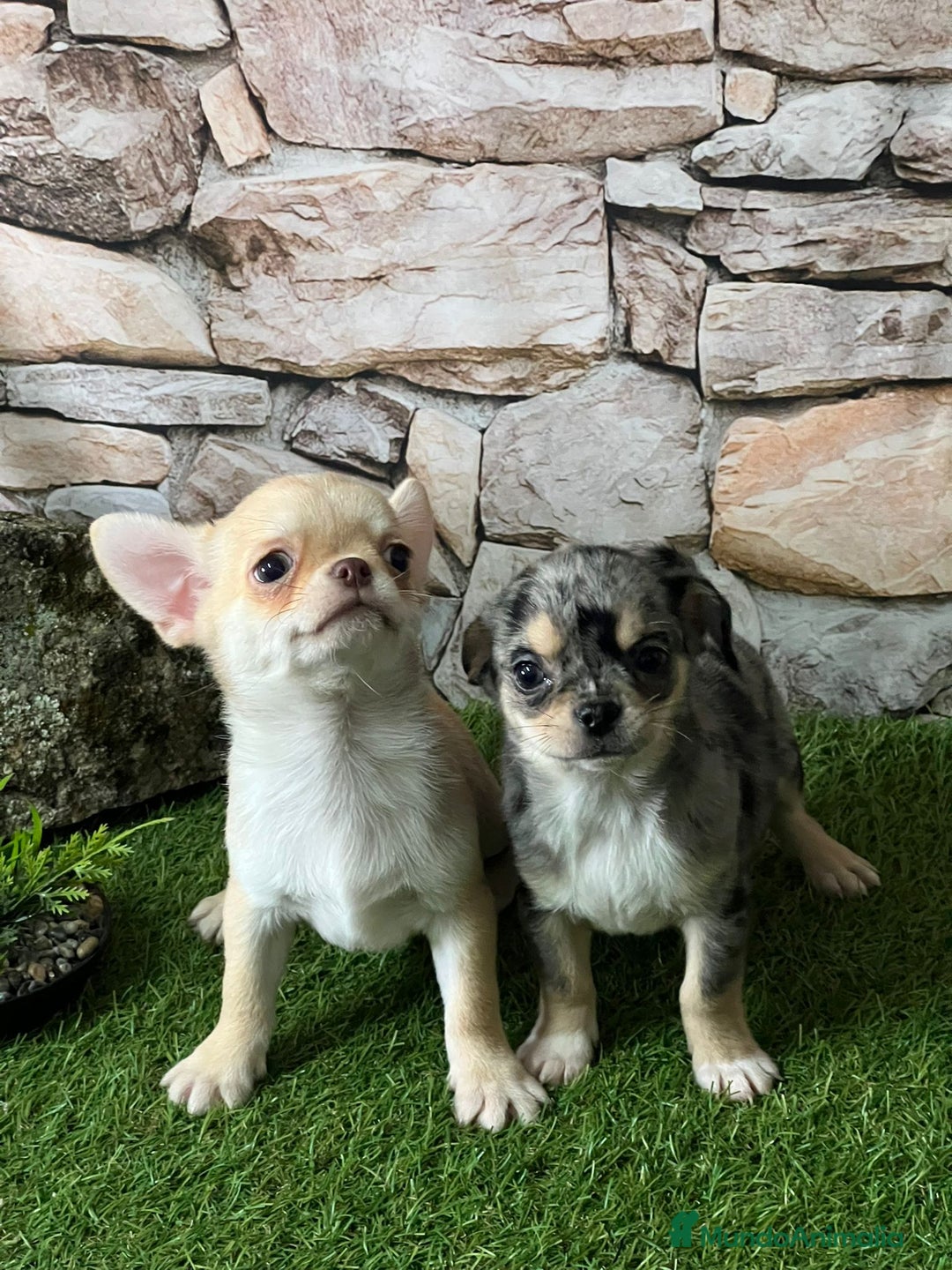 Chihuahua perros en venta: CHIHUAHUA MINI TOY - Anuncio 3