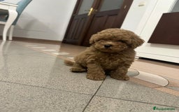Caniche Toy perros en venta: Caniche Toy rojo macho 75%asiatico - Imagen 2
