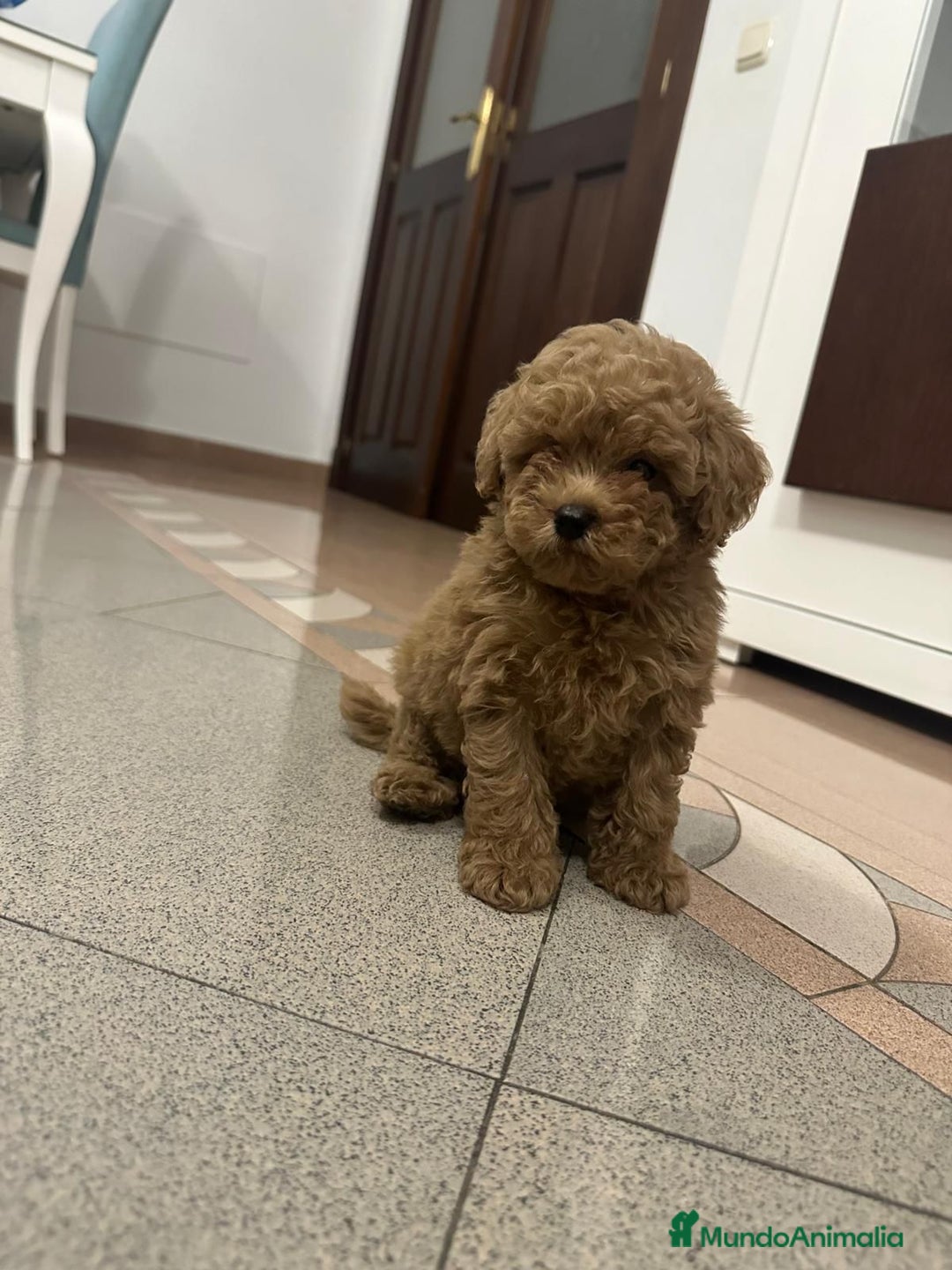 Caniche Toy perros en venta: Caniche Toy rojo macho 75%asiatico - Imagen 2