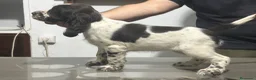 English Springer Spaniel perros en venta: Cachorros SPRINGER SPANIEL INGLÉS LÍNEA BELLEZA  - Anuncio 3