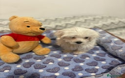 Bichón Maltés perros en venta: Bichon maltés toy  - Imagen 3