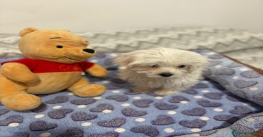 Bichón Maltés perros - Anuncio 6