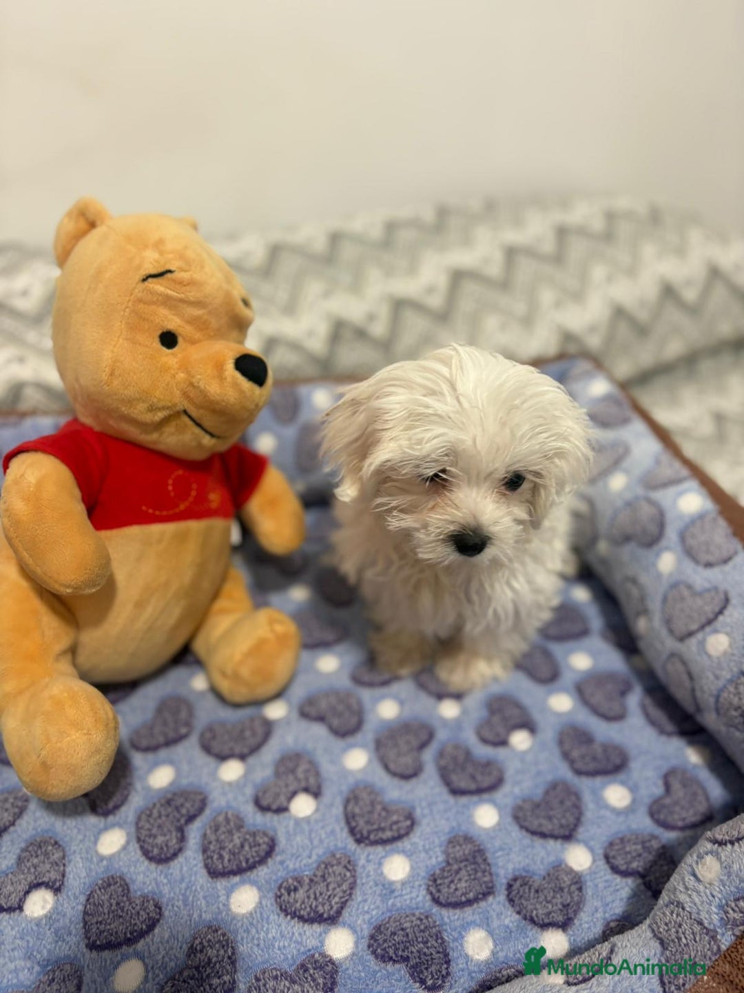 Bichón Maltés perros en venta: Bichon maltés toy  - Imagen 3