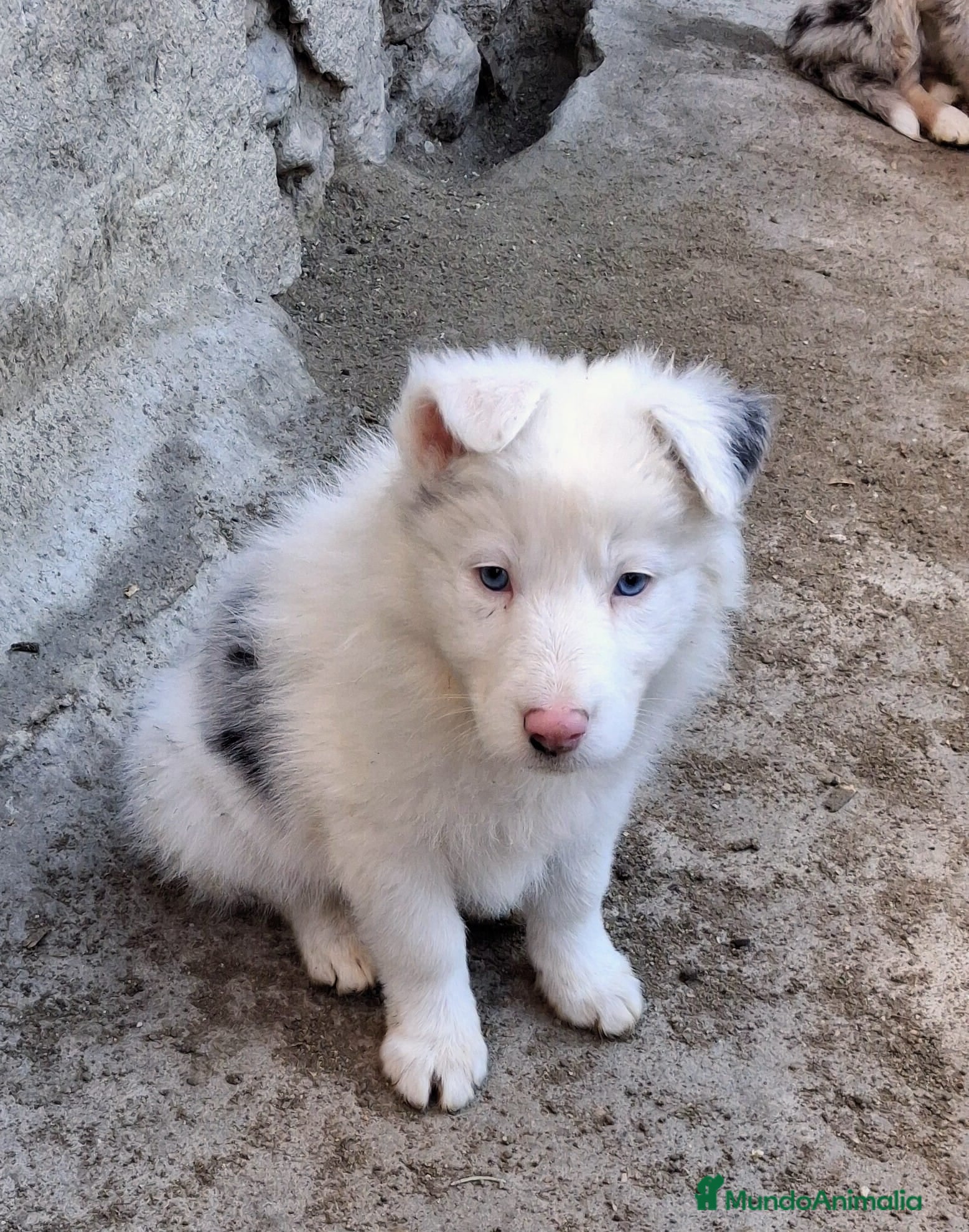 Border Collie perros Boder Collie  - Anuncio 2