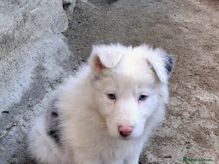 Border Collie perros Boder Collie - Anuncio 2