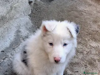 Border Collie perros Boder Collie - Anuncio 14