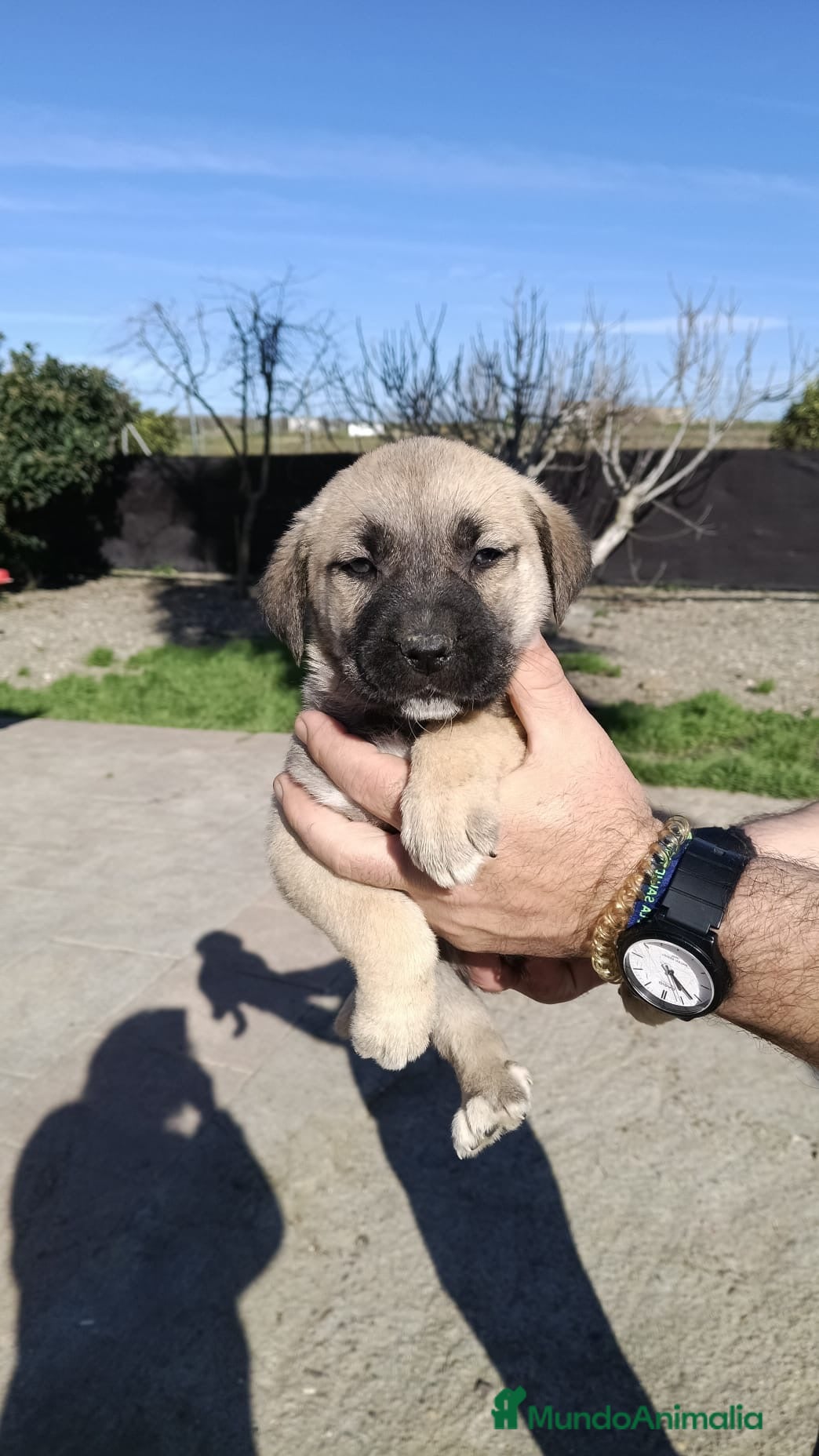 Mastín Español perros Disponibles hembra de mastín para entregar - Anuncio 3