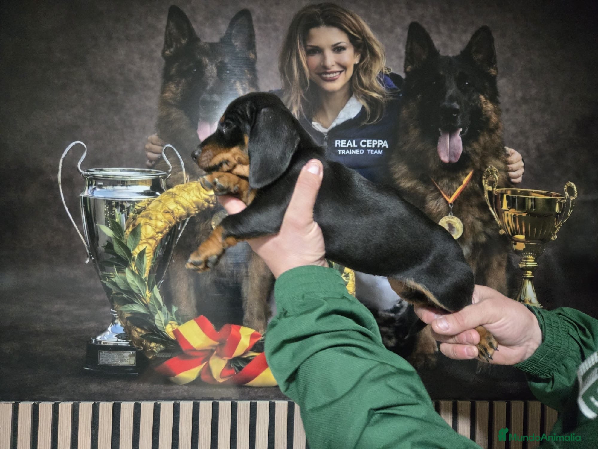 Teckel Miniatura perros Preciosa cachorra Teckel miniatura  - Anuncio 1