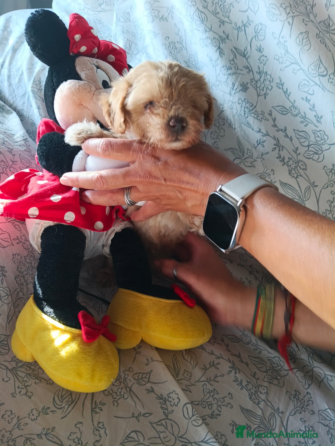 Maltipoo perros en venta: Maltipoo macho  - Imagen 7