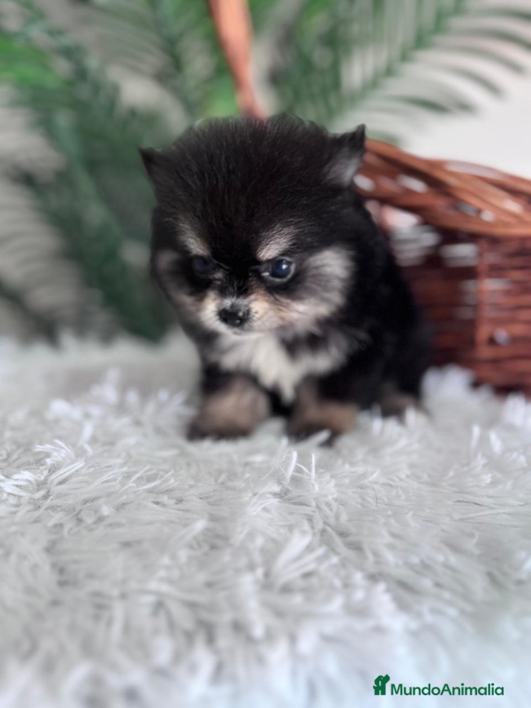 Pomerania perros en venta: POMERANIA HEMBRA - Imagen 8