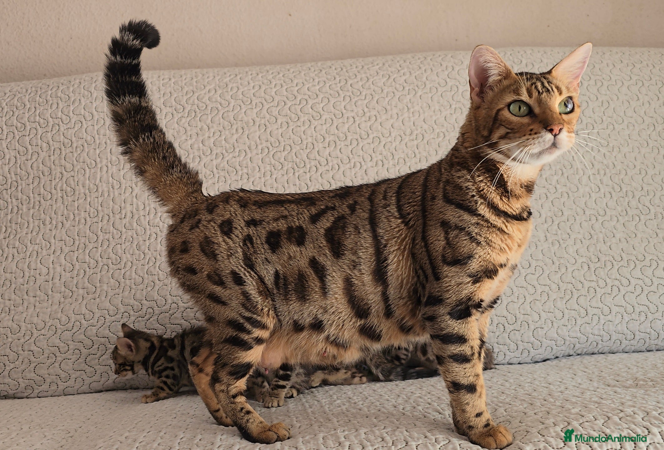 Bengalí gatos BENGALÍ  - Anuncio 1