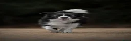 Border Collie perros en venta: Bordercollie de CAN CLARENS  en Barcelona - Anuncio 4